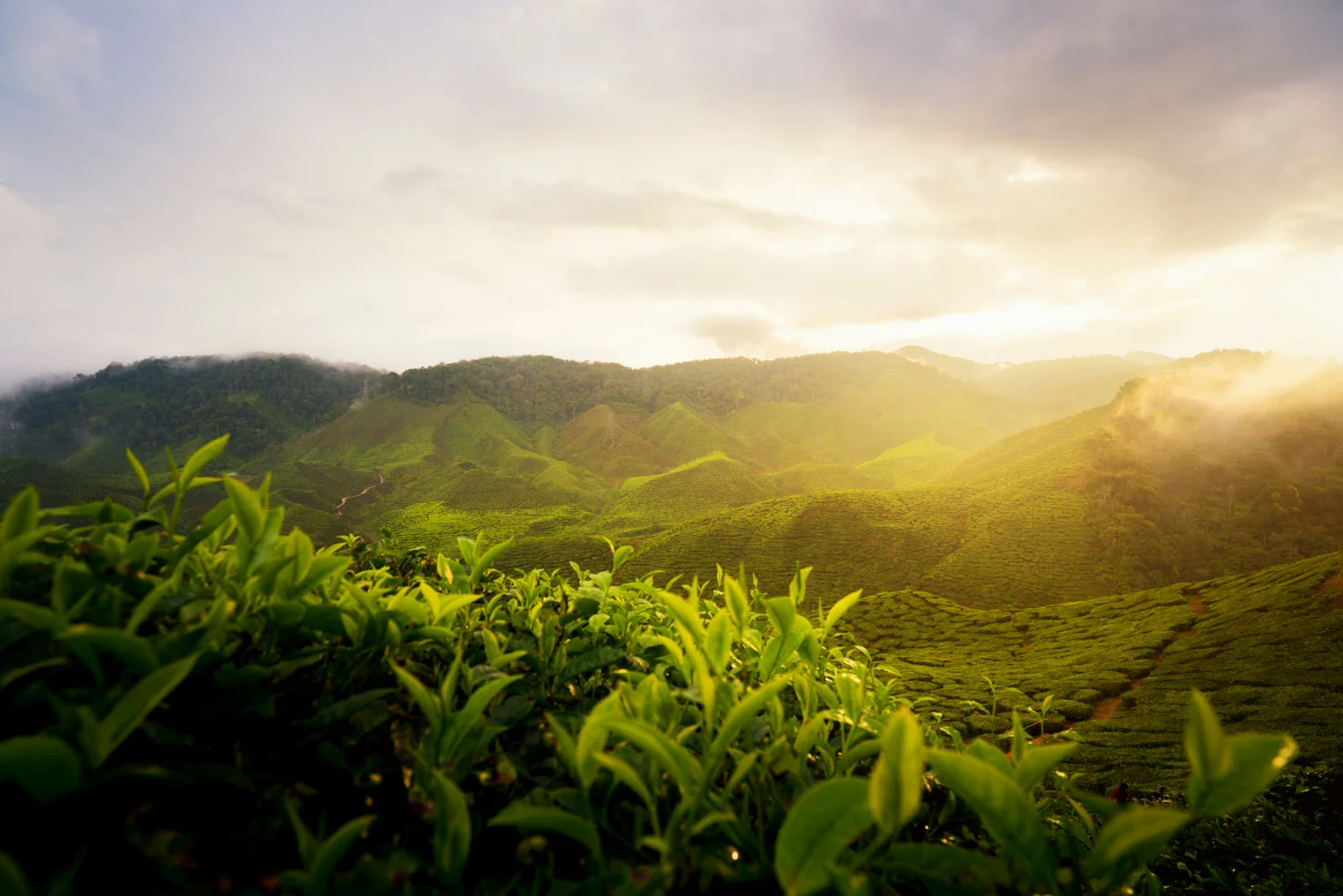 Box Thé & Infusion La Découverte – Image 3