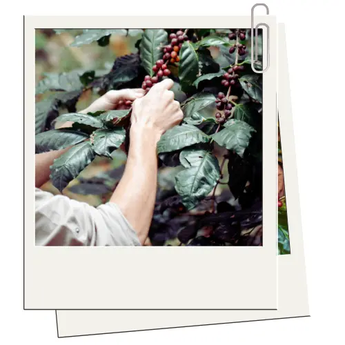 journée internationale du café